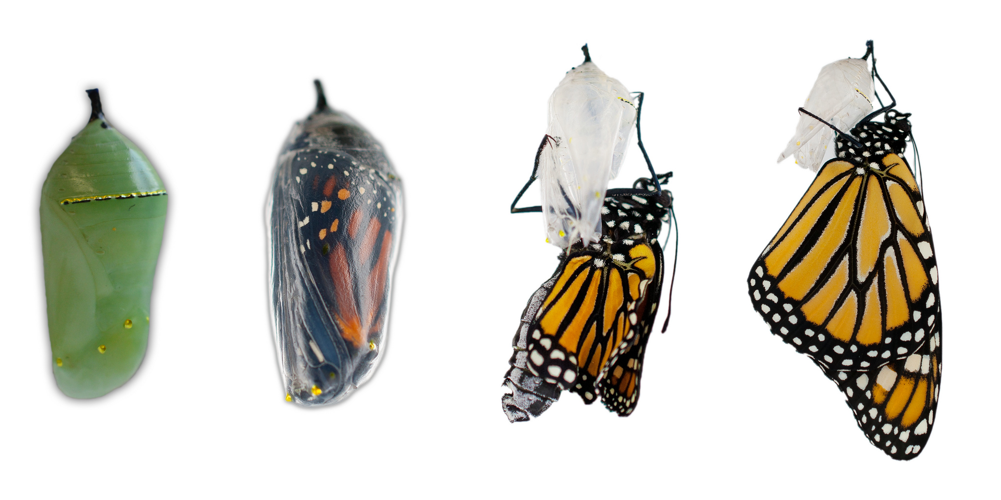 Life Cycle Of A Monarch Butterfly Timeline