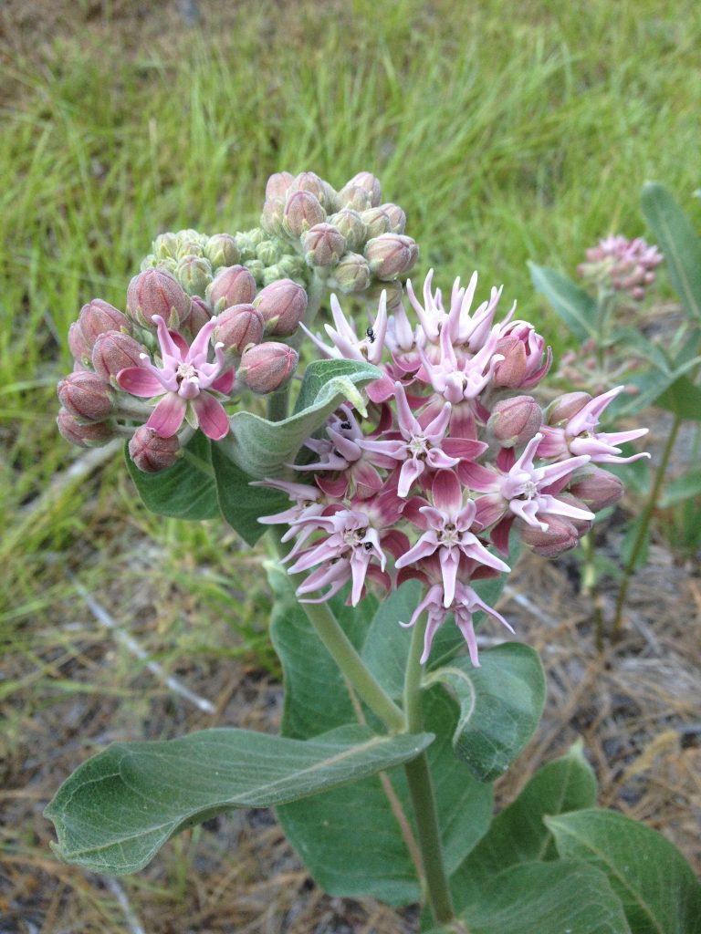 Milkweed Biology | Western Monarch Milkweed Mapper