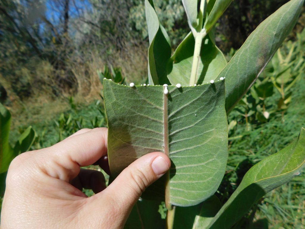 Milkweed Biology | Western Monarch Milkweed Mapper