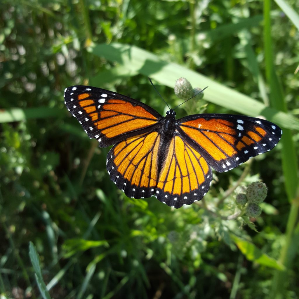 Finding & Identifying Monarchs | Western Monarch Milkweed Mapper